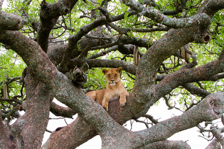 East African lionesses (Panthera leo), species in the family Felidae and a member of the genus Panthera, listed as vulnerable, in a tree in Serengeti National Park, Tanzaniaの写真素材