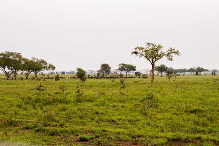 Field with zebras (Equus) and blue wildebeest (Connochaetes taurinus), common wildebeest, white-bearded wildebeest or brindled gnu, in Serengeti, Tanzaniaの写真素材
