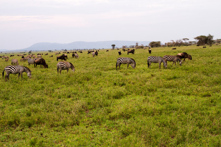 Field with zebras (Equus) and blue wildebeest (Connochaetes taurinus), common wildebeest, white-bearded wildebeest or brindled gnu, in Serengeti, Tanzaniaの写真素材
