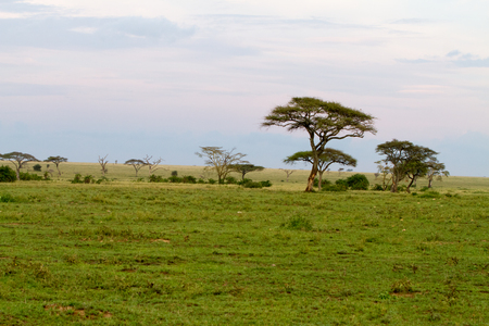 Serengeti National Park, Tanzanian national park in the Serengeti ecosystem in the Mara and Simiyu regionsの写真素材