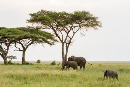 African elephants, of the genus Loxodonta in Serengeti National Park, Tanzaniaの写真素材
