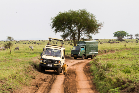 SERENGETI, TANZANIA - JANUARY, 02: Safari car with tourists looking at East African lionesses (Panthera leo), species in the family Felidae and a member of the genus Panthera, listed as vulnerable in Serengeti National Park, Tanzania on January 2nd, 2018のeditorial素材