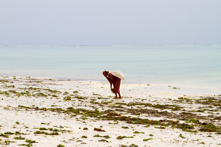 ZANZIBAR, TANZANIA - JANUARY 05: Unknown Zanzibar seaweed farmers in traditional cloths faming seaweed in low tide ocean on Paje beach, Zanzibar, Tanzania on January 5th, 2018のeditorial素材