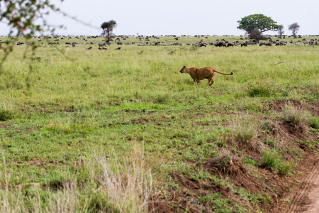 East African lionesses (Panthera leo), genus Panthera, listed as vulnerable, with 
zebras (Equus) and blue wildebeests (Connochaetes taurinus, gnus) in the background preparing for hunting in Serengeti National Park, Tanzaniaの写真素材