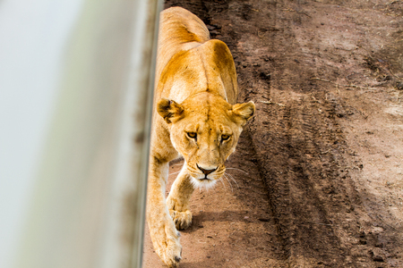 East African lionesses (Panthera leo), species in the family Felidae and a member of the genus Panthera, listed as vulnerable, preparing to hunt and hiding by safari car in Serengeti National Park, Tanzaniaの写真素材