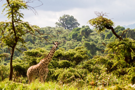 Giraffe (Giraffa), African even-toed ungulate mammals, tallest living terrestrial animals part of Big Five game animals in Ngorongoro Conservation Area (NCA) World Heritage Site Crater Highlands, Tanzaniaの写真素材