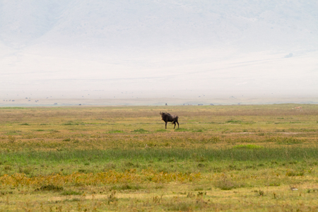 Ngorongoro Conservation Areaの写真素材