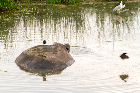Common hippopotamus (Hippopotamus amphibius), or hippo, large, mostly herbivorous, semiaquatic mammal native to sub-Saharan Africa, in the water in Ngorongoro Conservation Area (NCA) Crater Highlands, Tanzaniaの写真素材