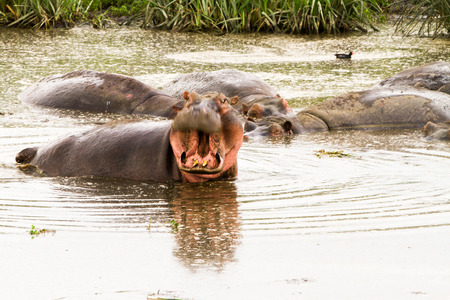 Common hippopotamus (Hippopotamus amphibius), or hippo, with mouth wide opened, in the water in Ngorongoro Conservation Area (NCA) Crater Highlands, Tanzaniaの写真素材