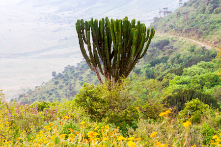 Ngorongoro Conservation Area (NCA) in the Crater Highlands, Tanzania with wild animals and birds in the plainsの写真素材