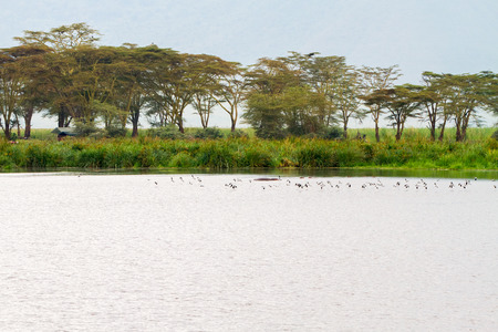Flocks of birds and common hippopotamus (Hippopotamus amphibius) on a lake or in the air at Ngorongoro Conservation Area (NCA) World Heritage Site in the Crater Highlands area of Tanzaniaの写真素材