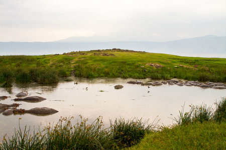 Common hippopotamus (Hippopotamus amphibius), or hippo, large, mostly herbivorous, semiaquatic mammal native to sub-Saharan Africa, in the water in Ngorongoro Conservation Area (NCA) Crater Highlands, Tanzaniaの写真素材