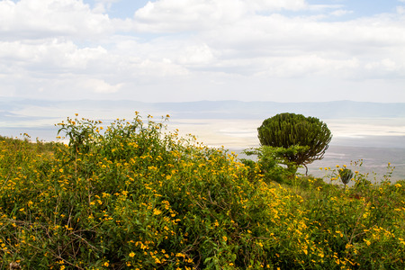 Ngorongoro Conservation Area (NCA) in the Crater Highlands, Tanzania with wild animals and birds in the plainsの写真素材