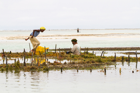 ZANZIBAR, TANZANIA - JANUARY 05: Unknown Zanzibar seaweed farmers in traditional cloths faming seaweed in low tide ocean on Paje beach, Zanzibar, Tanzania on January 5th, 2018のeditorial素材