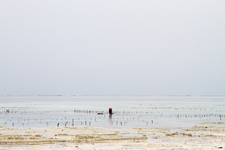 ZANZIBAR, TANZANIA - JANUARY 05: Unknown Zanzibar seaweed farmers in traditional cloths faming seaweed in low tide ocean on Paje beach, Zanzibar, Tanzania on January 5th, 2018のeditorial素材