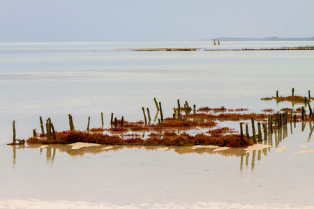 ZANZIBAR, TANZANIA - JANUARY 05: Unknown Zanzibar seaweed farmers in traditional cloths faming seaweed in low tide ocean on Paje beach, Zanzibar, Tanzania on January 5th, 2018の写真素材