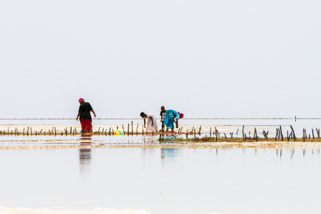 ZANZIBAR, TANZANIA - JANUARY 05: Unknown Zanzibar seaweed farmers in traditional cloths faming seaweed in low tide ocean on Paje beach, Zanzibar, Tanzania on January 5th, 2018のeditorial素材