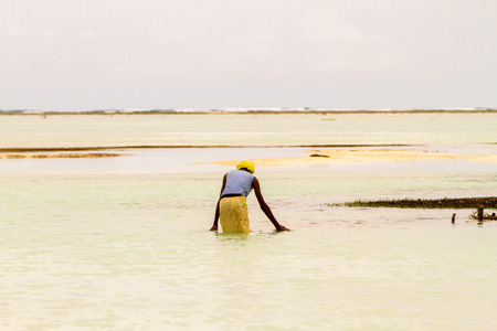 ZANZIBAR, TANZANIA - JANUARY 05: Unknown Zanzibar seaweed farmers in traditional cloths faming...