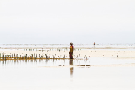 ZANZIBAR, TANZANIA - JANUARY 05: Unknown Zanzibar seaweed farmers in traditional cloths faming seaweed in low tide ocean on Paje beach, Zanzibar, Tanzania on January 5th, 2018のeditorial素材