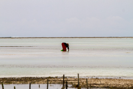 ZANZIBAR, TANZANIA - JANUARY 05: Unknown Zanzibar seaweed farmers in traditional cloths faming seaweed in low tide ocean on Paje beach, Zanzibar, Tanzania on January 5th, 2018のeditorial素材