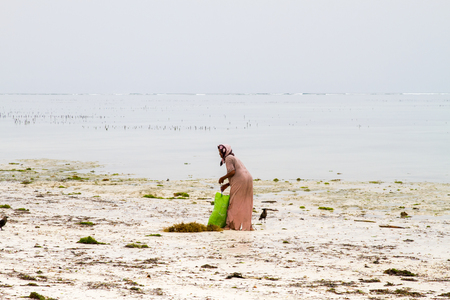 ZANZIBAR, TANZANIA - JANUARY 05: Unknown Zanzibar seaweed farmers in traditional cloths faming seaweed in low tide ocean on Paje beach, Zanzibar, Tanzania on January 5th, 2018のeditorial素材