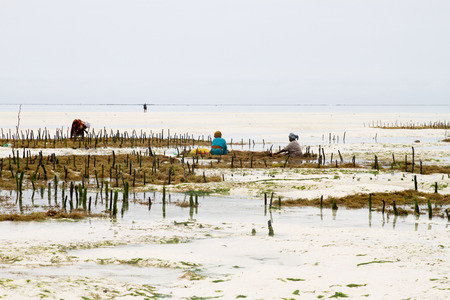 ZANZIBAR, TANZANIA - JANUARY 05: Unknown Zanzibar seaweed farmers in traditional cloths faming seaweed in low tide ocean on Paje beach, Zanzibar, Tanzania on January 5th, 2018のeditorial素材