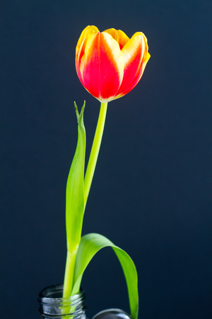 Beautiful red and yellow tulip in a vase over a dark backgroundの写真素材