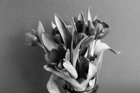 Beautiful bouquet of red tulips in a paper bag over a dark backgroundの写真素材