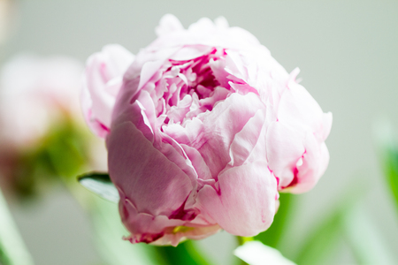 Macro image of beautiful fresh pink peony flower isolated on background with copy spaceの写真素材