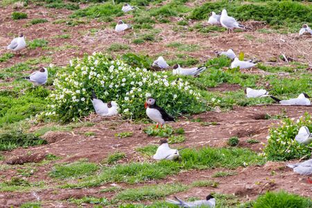 Colony of puffins, with brightly coloured beaks,  also knows as puffinry, a circus, a burrow, a gathering, or an improbability, in Farne Islandsの写真素材