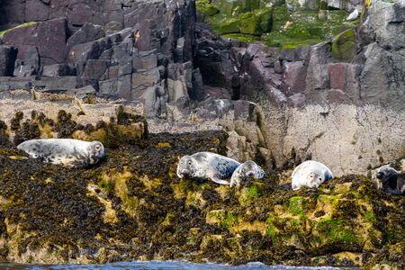 Seals on the shore in the sun in The Farne Islands, Northumberland, England