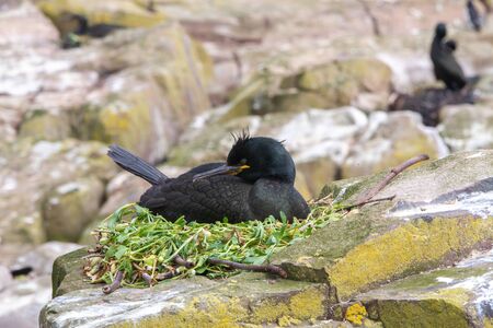 Razorbills, cormorants, puffins, herring gulls, terns and other birds protected in and around Farne Islandsの写真素材