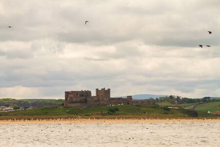 Razorbills, cormorants, puffins, herring gulls, terns and other birds protected in and around Farne Islandsの写真素材