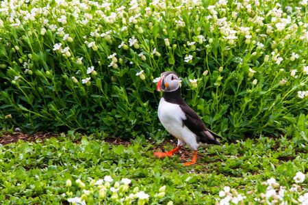 Colony of puffins, with brightly coloured beaks,  also knows as puffinry, a circus, a burrow, a gathering, or an improbability, in Farne Islandsの写真素材
