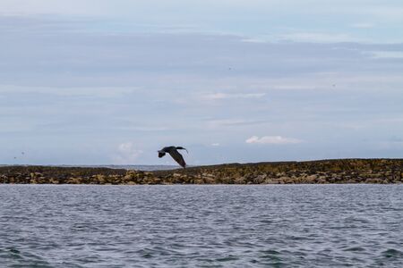 Razorbills, cormorants, puffins, herring gulls, terns and other birds protected in and around Farne Islandsの写真素材