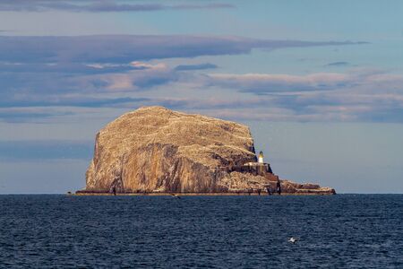Razorbills, cormorants, puffins, herring gulls, terns and other birds protected in and around Farne Islandsの写真素材
