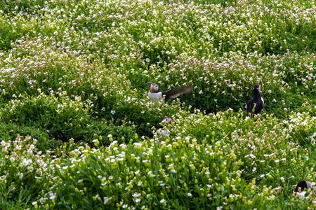 Colony of puffins, with brightly coloured beaks,  also knows as puffinry, a circus, a burrow, a...