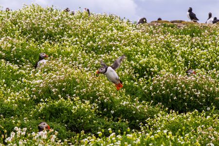 Colony of puffins, with brightly coloured beaks,  also knows as puffinry, a circus, a burrow, a gathering, or an improbability, in Farne Islandsの写真素材