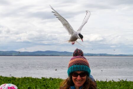 Farne Islands, UK - May 27, 2019: Tourists attacked by terns in Farne Islands, as they visit during...
