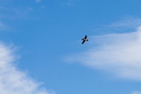Colony of puffins, with brightly coloured beaks,  also knows as puffinry, a circus, a burrow, a...