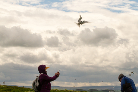 Farne Islands, UK - May 27, 2019: Tourists attacked by terns in Farne Islands, as they visit during breeding period on May 27th, 2019 in Farne Islands, United Kingdomのeditorial素材