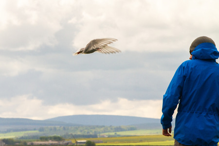 Farne Islands, UK - May 27, 2019: Tourists attacked by terns in Farne Islands, as they visit during breeding period on May 27th, 2019 in Farne Islands, United Kingdomのeditorial素材