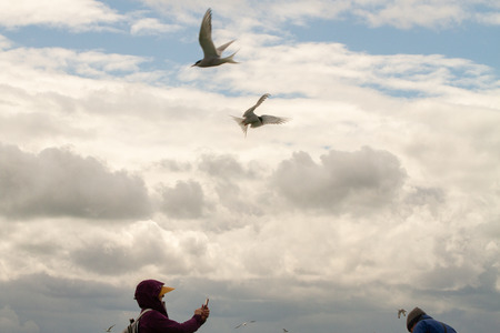 Farne Islands, UK - May 27, 2019: Tourists attacked by terns in Farne Islands, as they visit during breeding period on May 27th, 2019 in Farne Islands, United Kingdomのeditorial素材