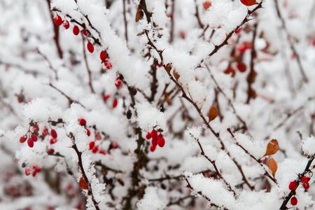 Image of white winter landscape during snowfall in rural setting in Decemberの写真素材