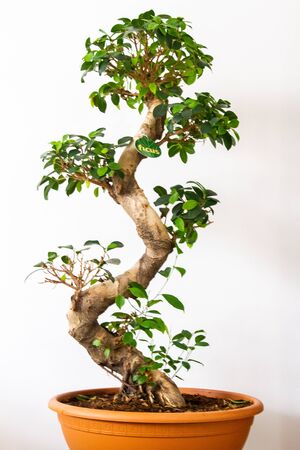 Ficus plant in brown pot in indoor setting over white backgroundの写真素材