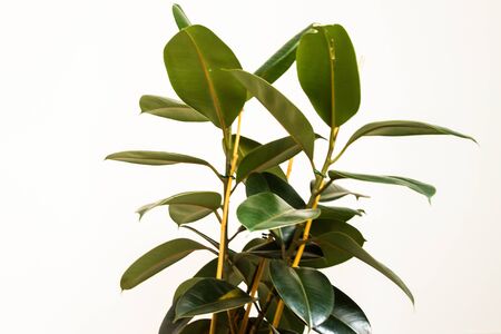 Ficus elastica, the rubber fig, rubber bush, rubber tree, rubber plant, or Indian rubber bush,...