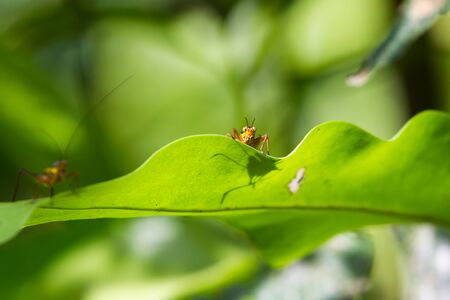 Close-up of yellow and black cricket on a green leaf