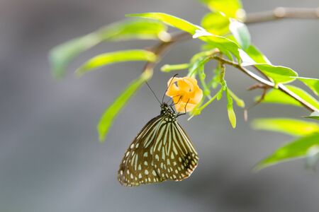 Black and yellow brush-footed butterflies of the danainae family on plant