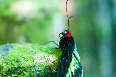 Rajah Brooke's birdwing (Trogonoptera brookiana)  birdwing butterfly from the rainforests of the...