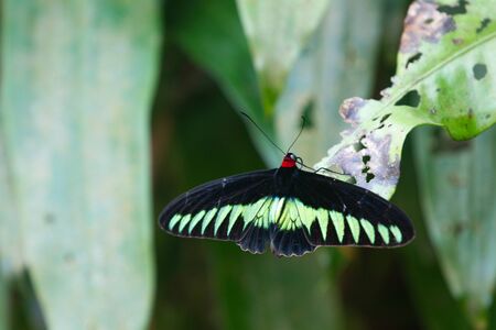 Rajah Brooke's birdwing (Trogonoptera brookiana)  birdwing butterfly from the rainforests of the...